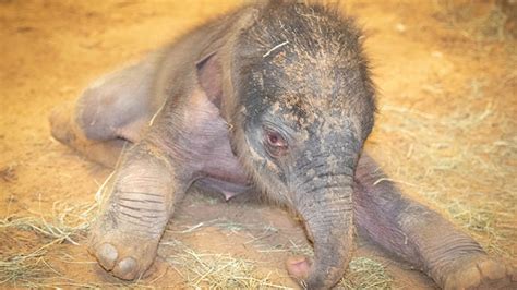 人工授精で、アジアゾウの赤ちゃん誕生 動物園・水族館の動物福祉を学びたい人のためのサイト「zawaw」