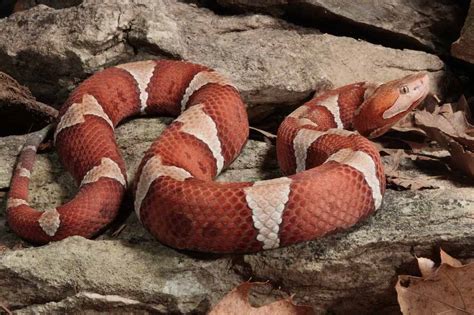 Juvenile Copperhead Snake Identification