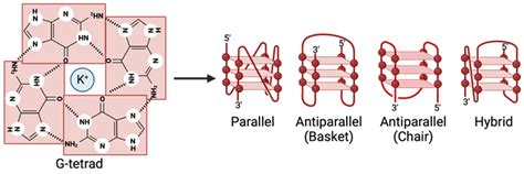 Pathogens Free Full Text G Quadruplexes In The Regulation Of Viral