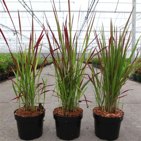 Imperata Cylindrica Red Baron Del Buy Plants At Coolplants