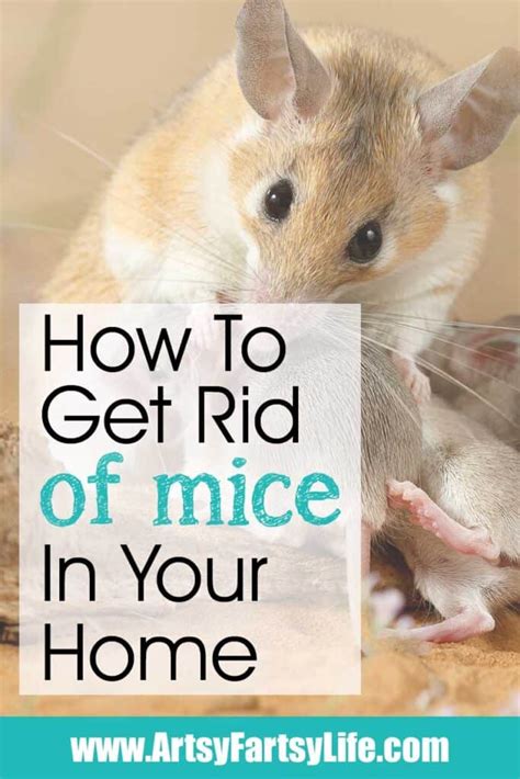 How To Get Rid Of Mice In Your House Artsy Fartsy Life