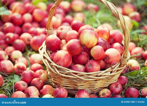 Manzanas Rojas En Una Cesta Foto De Archivo Imagen De Gordo Manzana