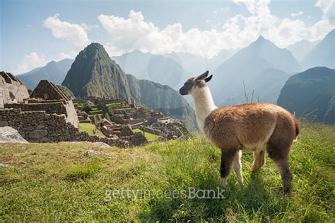 Llama In Ancient City Of Machu Picchu Peru