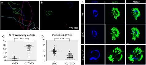 Frontiers Morpholino Mediated Knockdown Of Ciliary Genes In Euplotes