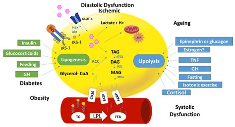 Ijms Free Full Text Myocardium Metabolism In Physiological And