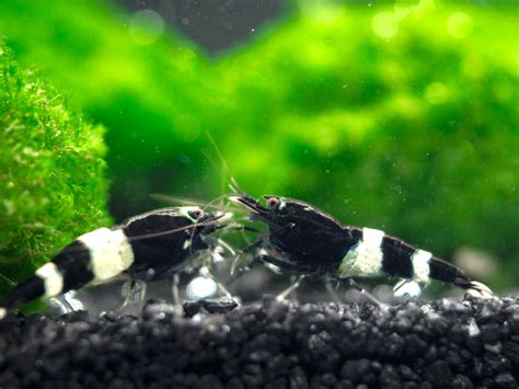 Black King Kong/Black Bolt Shrimp (Caridina cantonensis), A-S Grade on ...