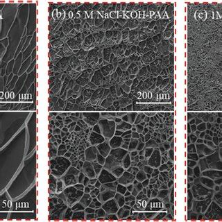 Crosssectional CryoSEM Images At 3000 And 6000 Magnification Of A