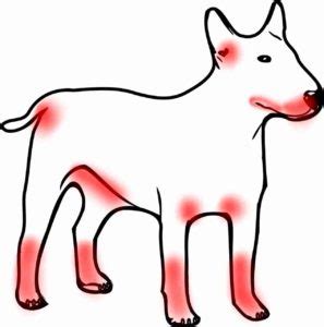 What Causes Contact Dermatitis In Dogs