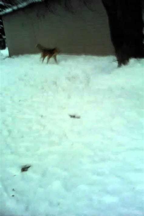 Секс с собакой - YouTube