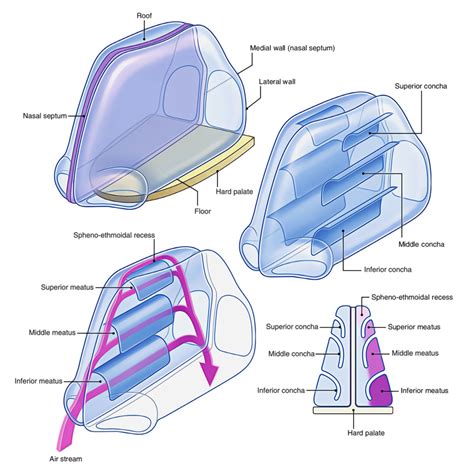 Easy Notes On 【Nasal Cavity】Learn in Just 4 Minutes!