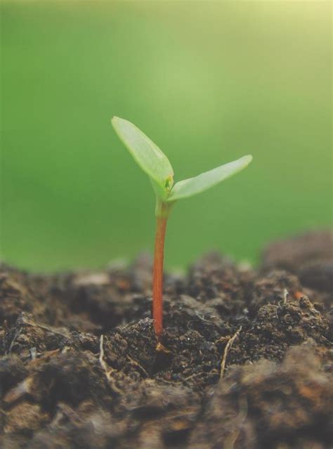 plante stock  images  backgrounds