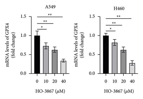 Ho 3867 Inhibited The Expression Of Gpx4 In Nsclc Cells A A549 And