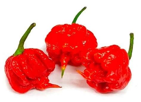 Papryka Najostrzejsza Carolina Reaper Nasion Allegro Pl