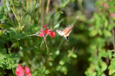 Ville De Caen On Twitter Jumelles Loupes Filets Papillon