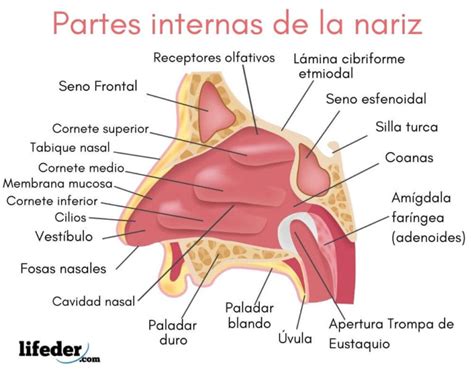 La Nariz Sus Partes Y Funciones