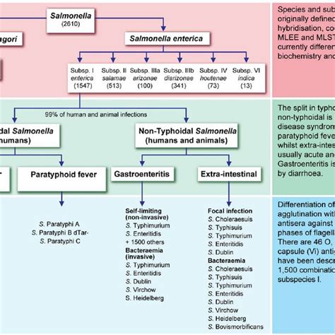 Salmonella Classification