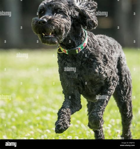 Labradoodle Dog Running Stock Photo Alamy