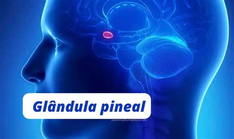 Glândula pineal o que é função e sua importância Anatomia de uma