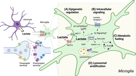 Proposed Working Model For Lactate Mediated Effects On Microglia Once Download Scientific