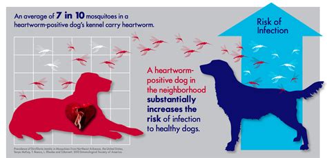 Heartworm Infographics American Heartworm Society