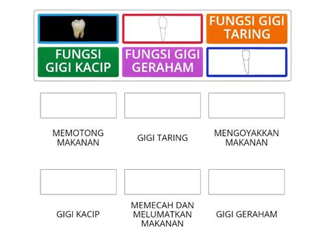 Jenis Gigi Dan Fungsi Gigi Match Up