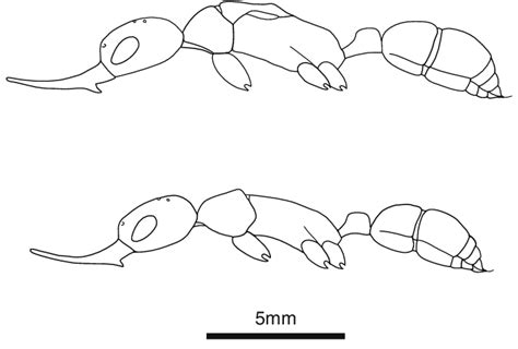 Illustration Of Queen Top And Worker Castes Of H Saltator There Is