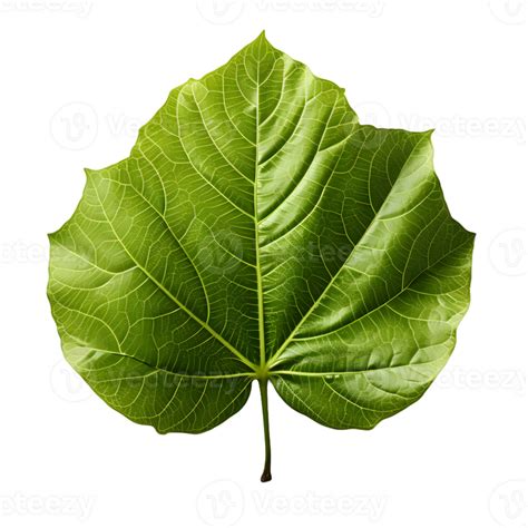 Ai Generated Fresh Green Bodhi Leaf Isolated On A White Background