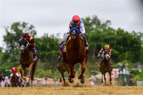 Black Eyed Susan And Preakness Stakes Days Bloodhorse Photo Store