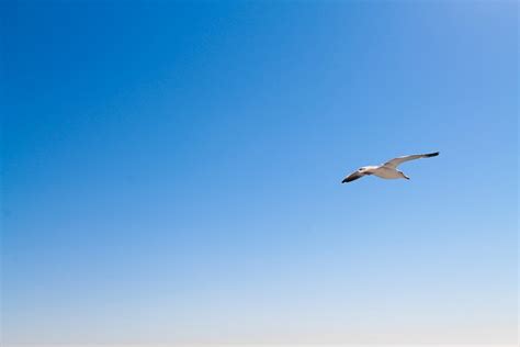 Free Stock Photo Of Seagull Flying In Blue Sky