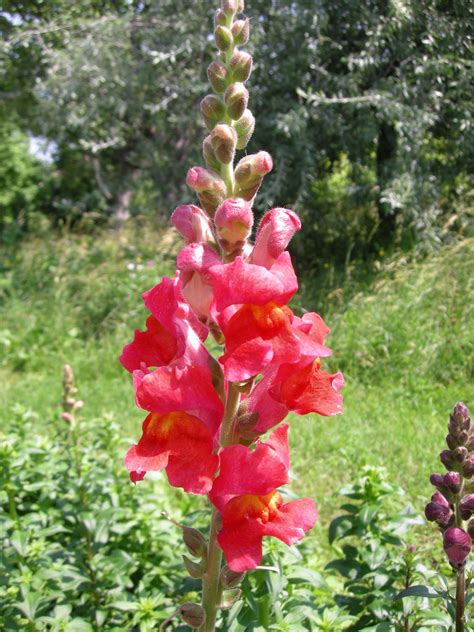 Garten Navi Garten Löwenmaul Antirrhinum majus Gartensorten