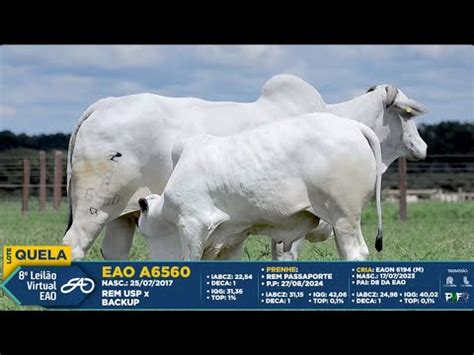 8º Leilão Virtual EAO 2024 YouTube