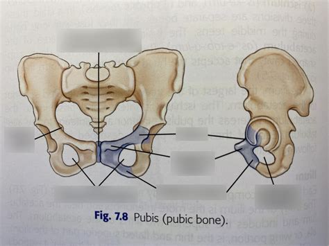 Pubis Pubic Bone Anatomy Diagram Quizlet