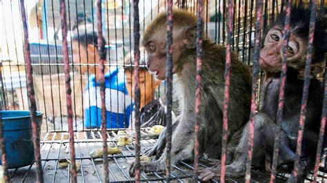 Petition · Animal Rights and Welfare - Philippines · Change.org