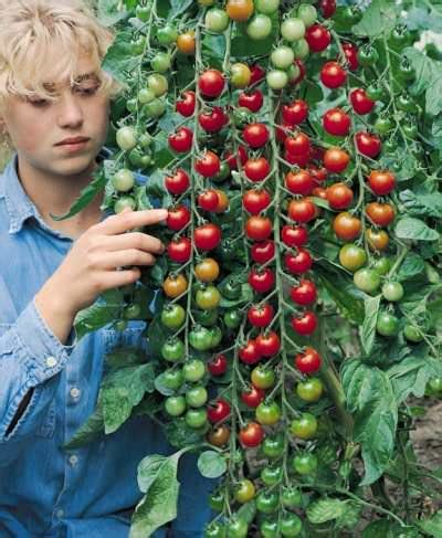 Cherry Tomato Seeds - 18 Cherry Tomatoes - Vegetable Seeds