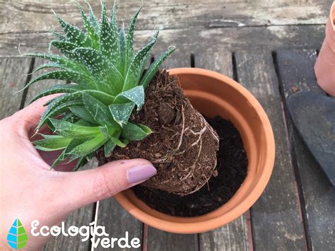 TRASPLANTAR una PLANTA Cuándo y Cómo hacerlo