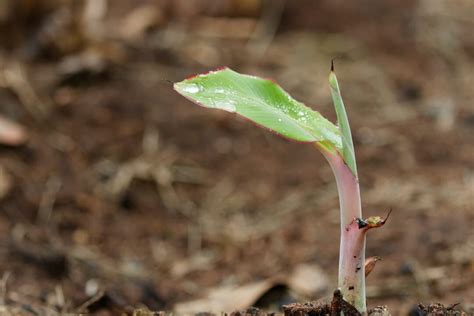 The Complete Banana Tree Care Guide Minneopa Orchards