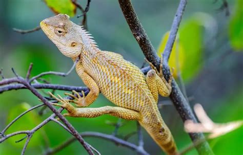 What Do Lizards Eat? Diet In The Wild And As Pets - Everything Reptiles