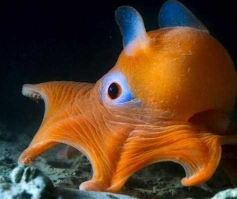 The Flapjack Octopus Lives In The Deep Waters Off California And Is