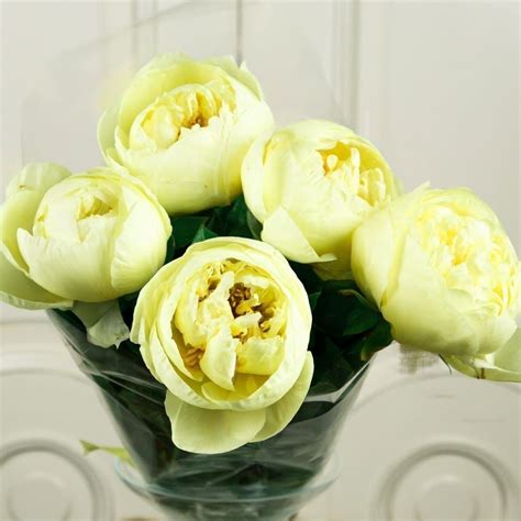 Пион Lemon Chiffon Фото И Описание – Telegraph