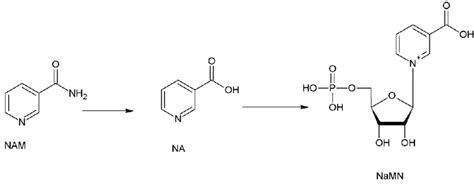 The Metabolism Of Niacin Nam Nicotinamide Na Nicotinate Namn