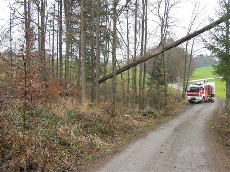 Baum Ber Stra E Bezirk Urfahr Umgebung