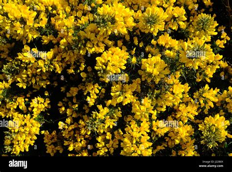 Gorse Bush In Bloom Stock Photo Alamy