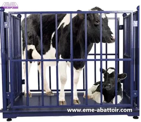 Cow Weight Scale Slaughterhouse Equipment Bovine Meat Processing