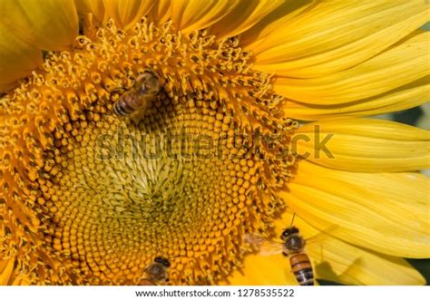 3 Sunflowers Bess Images, Stock Photos & Vectors | Shutterstock