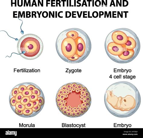 Human Fertilisation And Embryonic Development In Human Infographic