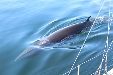 Sea Watch Foundation Minke Whale Baby Boom Off Scotlands West Coast