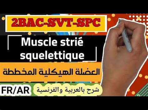 R Le Du Muscle Stri Squelettique Dans La Conversion De L Nergie Bac