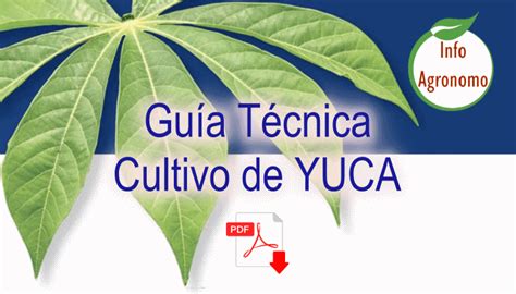 Gu A T Cnica De Cultivo De Yuca En Pdf Infoagronomo