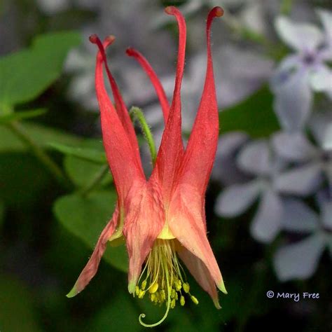 Aquilegia Canadensis Wild Or Eastern Red Columbine