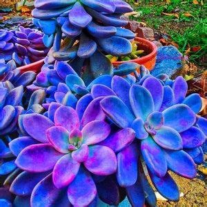 Echeveria Laui 10 Seeds Rare Succulent Pink Succulent Succulent Etsy